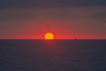 Fototapeta na wymiar sundown with birds flying by at the sea