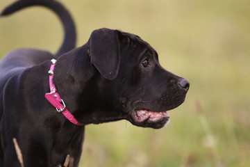 puppy cane corso outdoors