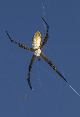 Banded Garden Spider (Argiope trifasciata) in the web, Iowa, USA