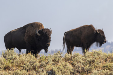 American Bison (Bison bison) bull and cow in highland prairie, Wyoming, USA