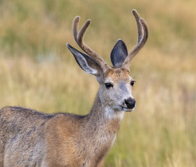 Mule deer (Odocoileus hemionus) male portrait, Wyoming, USA