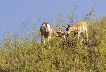Pronghorn (Antilocapra americana) female and young grazing on the hill in highland prairie, Wyoming, USA