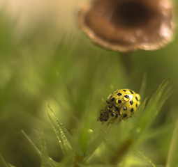 ladybug and mushrooms in the forest