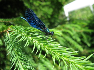 Calopteryx virgo