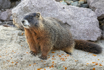 Yellow-bellied marmot (Marmota flaviventris) in rocky habitat, Wyoming, USA