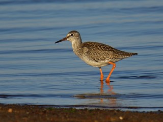 The common redshank (Tringa totanus) in winter plumage