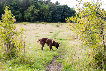 An Australian Kelpie dog nosing the edge of a slim dirt track inbetween two bushes