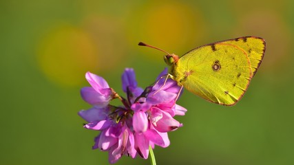 Colias hyale 444