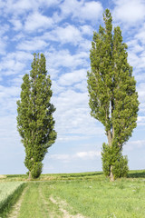 Fototapeta premium Summer landscape with trees Populus nigra var. pyramidalis against blue sky background. alley of trees Populus nigra var. pyramidalis against blue sky background