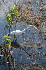 Great Egret, bird, nature, wildlife, nature