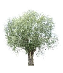 willow with rounded crown on a white background. isolated weeping willow on a white background. ...