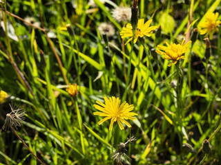 lawn with bright grass and flowers