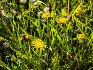 lawn with bright grass and flowers