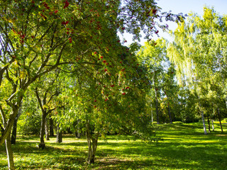 Naklejka premium Park in the morning sun
