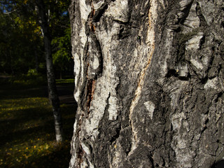 the bark of the birch trunk