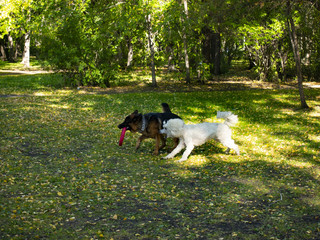 dogs play in the morning in the Park