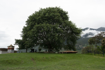 tree Bhutan