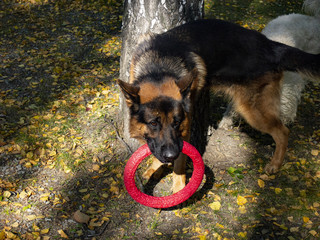 dogs play in the morning in the Park