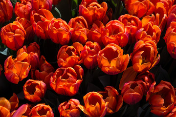 Tulpen im Frühling
