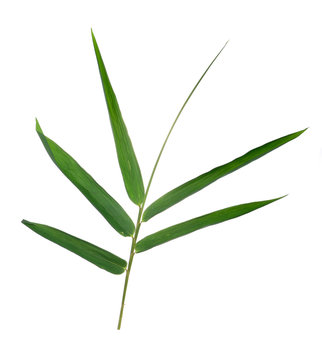 Leaf of Bamboo isolated on white background