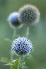 Honey Plant Echinops ritro, Southern globethistle, Globethistle, wild plant