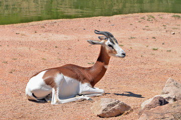 una antilope in varie pose su un terreno brullo