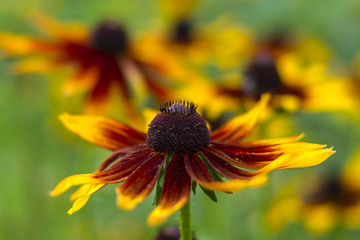 decorative flower Echinacea selective focus with beautiful bokeh.  yellow flowers of Echinacea in a garden. Sunny summer day. Shallow depth of field. Selective focus.