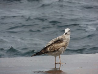 seagull on beach