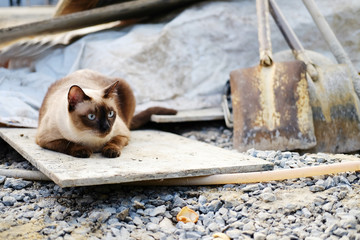 Siamese cat waking and sit on gravel and sand in the garden