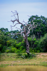 old tree in Sri Lanka