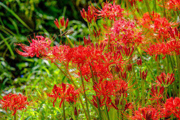 秋色・彼岸花41