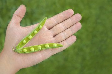 Opened fresh green pea pod with peas on palm.