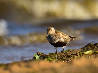 Dunlin (Calidris alpina) in breeding plumage