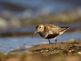 Dunlin (Calidris alpina) in breeding plumage