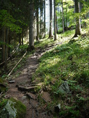 Obraz premium Forest Path