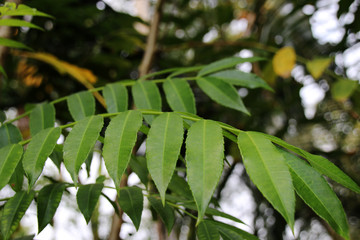 Ambarella (Spondias dulcis Soland. ex Forst. fil.) leaves in the spice garden in Sri Lanka