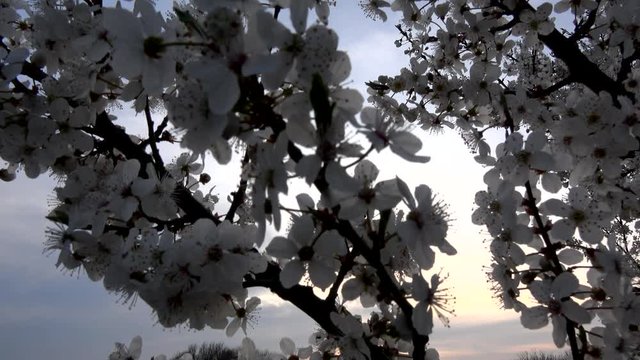 Kirschbaum im Fr&uuml;hling