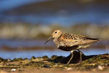 Dunlin (Calidris alpina) in breeding plumage