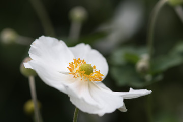 Closeup of the stamens of the anemome Honorine Jobert
