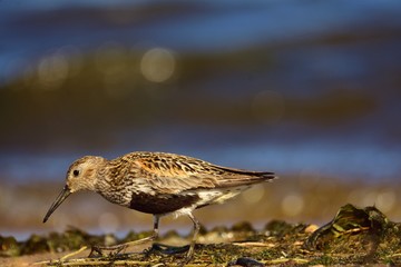 Dunlin (Calidris alpina) in breeding plumage