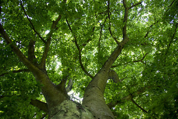 Branches branching of the trunk of a beech tree, taken on a sunny day of summer