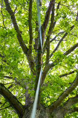 Sitting on a swing looking up to the oak tree where it is attached