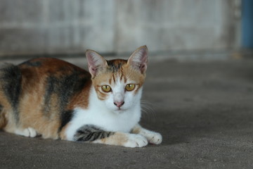 Cat Thai 