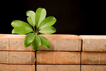 Hope on the wall
