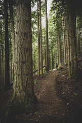 Hiker on the phone in the forest 