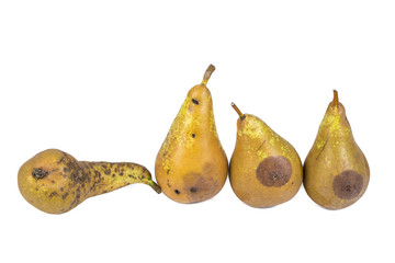 Four worm pears Maggot Larva Eating damaged Apple on White Background © catherinelprod