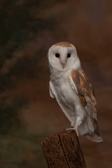 Adult barn owl looking at the camera