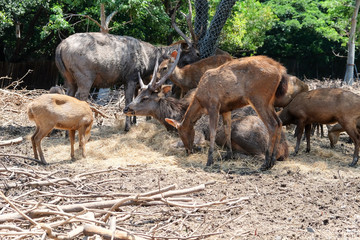 Fototapeta na wymiar Deers in the zoo