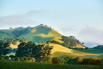 Vineyards in California, USA - 222627542