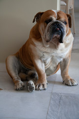 English Bulldog sitting on marble floor